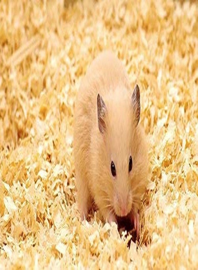 Malowal Natural Soft Wood Shaving Bedding Cum Nesting Material for All Birds 1 Kg, Gold - Image 5